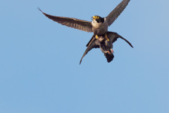 Adult Tiercel with Pigeon. Photo by Jonathan Mullin.