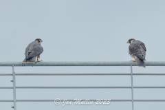Two Juveniles in conversation. Photo by Jonathan Mullin.