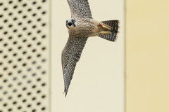 Vocal Juvenile. Photo by Jonathan Mullin.