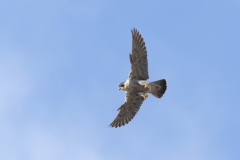 Tiercel posing