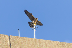 Juvenile on the mast