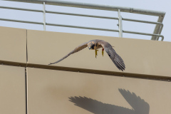 Juvenile taking off from the new car park