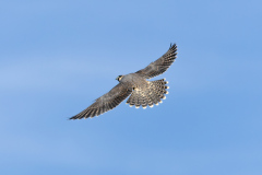 Juvenile in flight