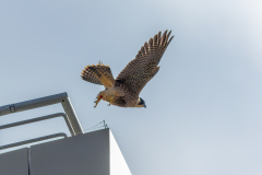 Juvenile taking off from the new car park