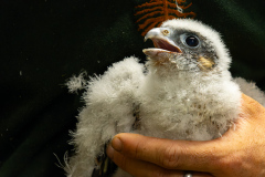 Ringing