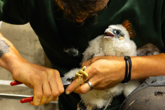 Ringing
