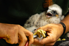 Ringing