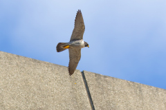 Tiercel fly by