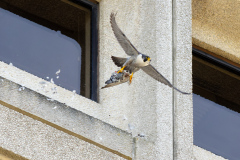 Tiercel take off