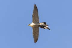 Tiercel and pigeon