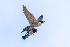 Tiercel and pigeon