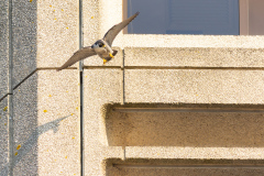 Tiercel take off