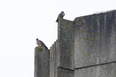 Two juveniles sitting on the North End
