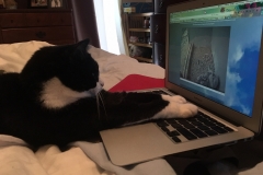 Feline Fan. Photo by Alma Roberts.