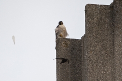 Tiercel with a Swift flying by. Photo by James Sellen.