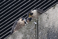 Adult and Juvenile. Photo by James Sellen.