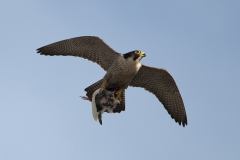 Adult falcon with pigeon. Photo by James Sellen.