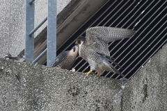 Adult falcon and Juvenile. Photo by James Sellen.