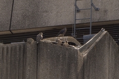 Juvenile Peregrines. Photo by James Sellen.