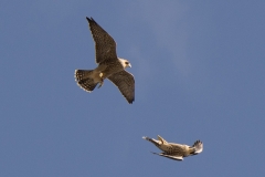 Juvenile Peregrines. Photo by James Sellen.