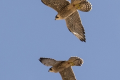 Juvenile Peregrines. Photo by James Sellen.