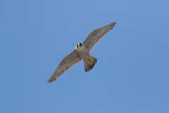 Falcon Head On. Photo by Craig Denford.