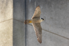 Fly By. Photo by Craig Denford.