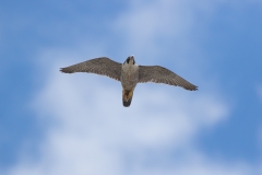 Peregrine Falcon. Photo by Craig Denford.