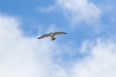 Peregrine Falcon. Photo by Craig Denford.