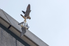 Peregrine Tussle. Photo by Craig Denford.