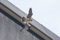 Peregrine Tussle. Photo by Craig Denford.