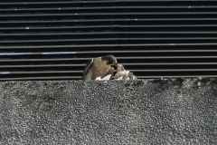 Juvenile being fed on the West side. Photo by James Sellen.