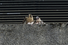 Juvenile being fed on the West side. Photo by James Sellen.