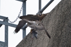 Juvenile Tiercel. Photo by James Sellen.