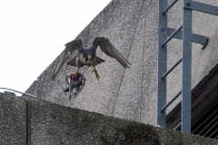 Peregrine on the North End. Photo by James Sellen.