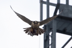 Peregrine on the North End. Photo by James Sellen.