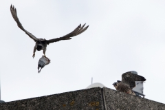 Peregrine on the North End. Photo by James Sellen.