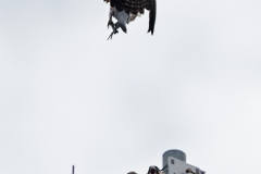 Juvenile Tiercel on the North End. Photo by James Sellen.