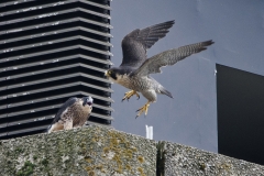 Juvenile Falcon and Adult Tiercel on the North End. Photo by James Sellen.