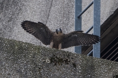 Juvenile Falcon on the North West End. Photo by James Sellen.