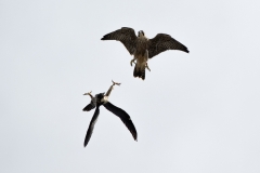 Juvenile Peregrines. Photo by James Sellen.