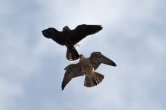 Juvenile Peregrines. Photo by James Sellen.