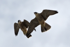 Juvenile Peregrines. Photo by James Sellen.