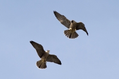 Juvenile Peregrines. Photo by James Sellen.