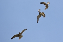 Adult Tiercel with Juvenile Peregrines. Photo by James Sellen.