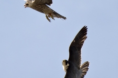 Adult Tiercel with Juvenile Peregrine. Photo by James Sellen.