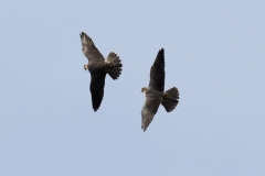 Juvenile Peregrines. Photo by James Sellen.