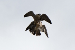 Juvenile Peregrines. Photo by James Sellen.