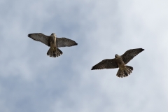 Juvenile Peregrines. Photo by James Sellen.