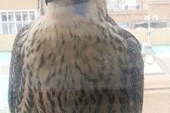 The male juvenile at the end of it's first flight, on a ledge on the 14th floor, 10th June 2016. Photo by Resan Santhakumar.